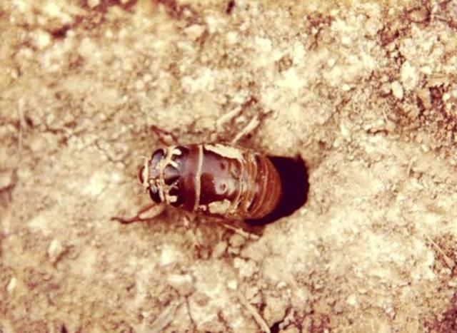 ‘beat365亚洲体育官方网站’明日之后建筑分不足怎么办 这些方法试试看(图2) beat365亚洲体育官方网站