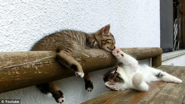 切除了乳腺还会得乳腺癌吗:beat365官网(图1) beat365亚洲体育官方网站