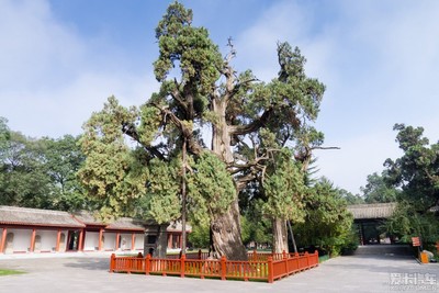 ‘beat365亚洲体育官方网站’张大仙创诸葛亮“跑酷流”,看到上星的胜率,网友直呼:很强势!(图3) beat·365